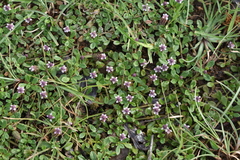 Phyla nodiflora
